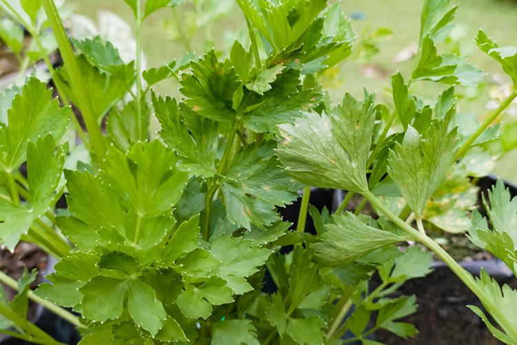 Ilustrasi menanam seledri di polybag. 