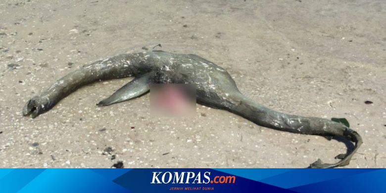 Loch Ness Terdampar Di Pantai Georgia Hewan Apa Sebenarnya