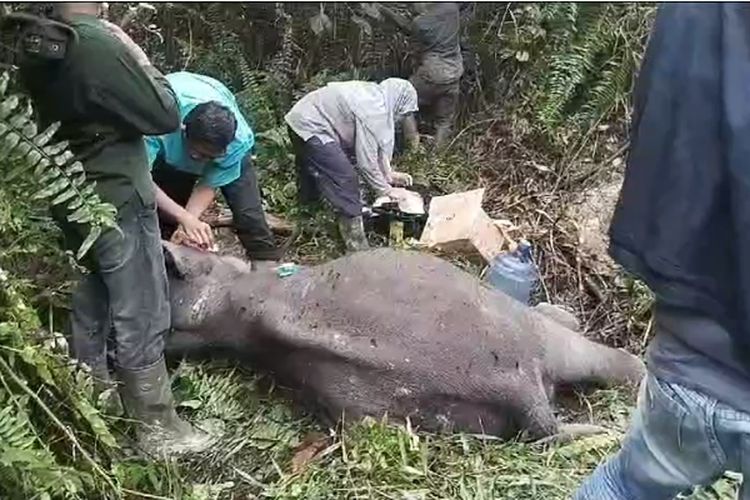 Tim BBKSDA Riau melakukan nekropsi terhadap anak gajah yang ditemukan mati di Kabupaten Pelalawan, Riau, Kamis (16/11/2023) lalu.