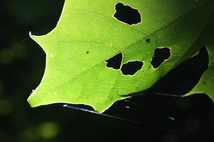 Ilustrasi daun sayuran berlubang