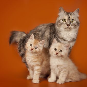 Ilustrasi anak kucing dan sang induk.
