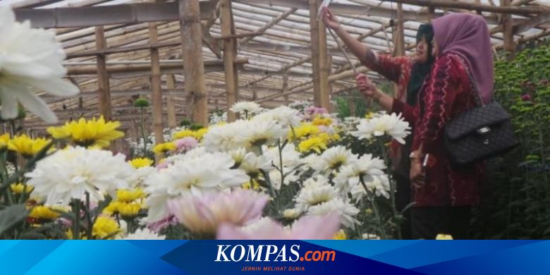 Akhir Pekan di Semarang Selfie di Tengah Kebun  Bunga  Krisan 