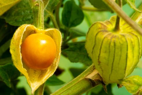 10 Manfaat Buah Ciplukan, Ampuh Turunkan Kolesterol dan Gula Darah