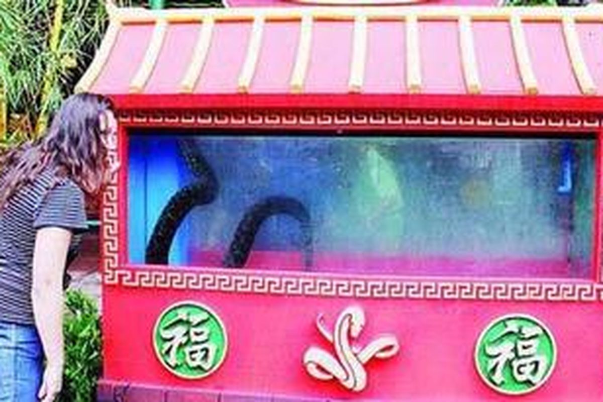 Pengunjung Taman Safari Indonesia di Cisarua, Kabupaten Bogor, Jawa Barat, berfoto dengan ular, Kamis (7/2/2013). Menyambut Imlek, pada 10-24 Februari 2013, Taman Safari Indonesia menggelar sejumlah pertunjukan bertema "ular", sesuai dengan shio pada tahun baru China, yakni ular unsur air.