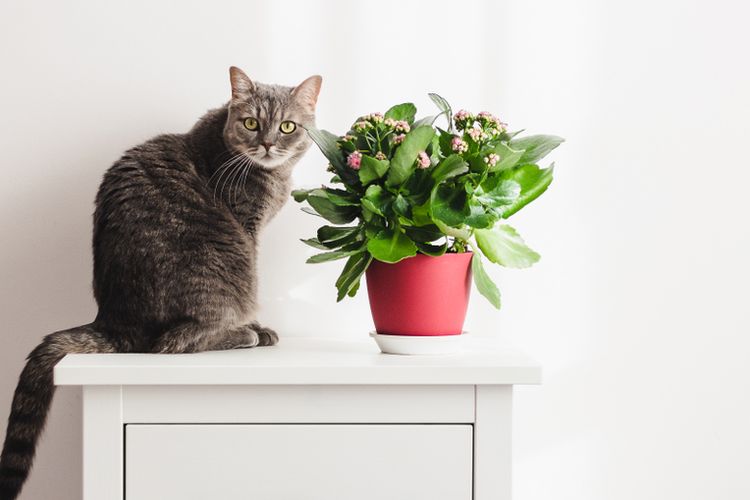 Ilustrasi kucing dan tanaman. 