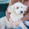4 Rahasia yang Ingin Anjing Beritahu ke Pemiliknya, Apa Saja? 