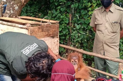 Anak Orangutan Tapanuli Masuk Perkampungan, Ditemukan Warga dalam Kondisi Lemah