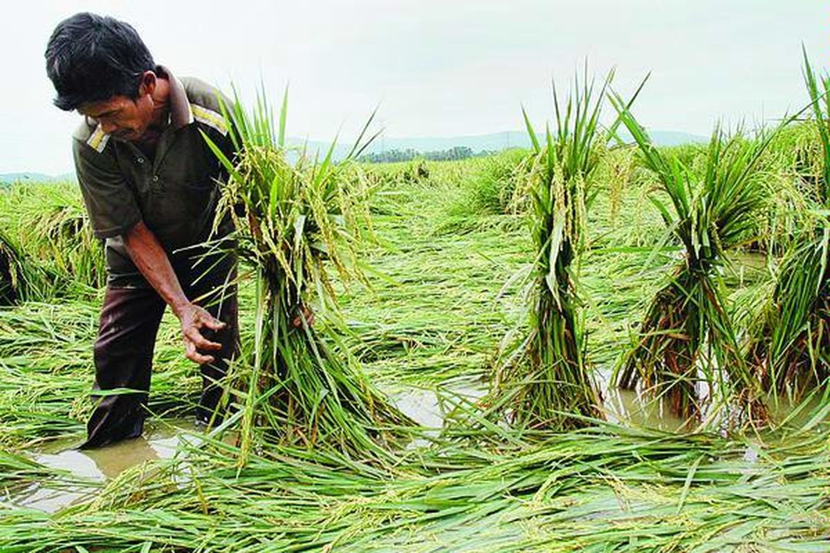 Seorang petani di Desa Cindaga, Kecamatan Kebasen, Kabupaten Banyumas, berusaha mendirikan kembali tanaman padinya yang roboh akibat diterjang hujan yang disertai angin kencang, Juni lalu. Setidaknya sekitar 10 hektar areal sawah di Kabupaten Banyumas dan Cilacap mengalami gagal panen akibat cuaca buruk dampak dari perubahan iklim. Target produksi beras di kawasan itu bakal sulit dicapai.