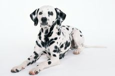 5 Fakta Unik Anjing Dalmatian yang Asal Usulnya Tidak Diketahui