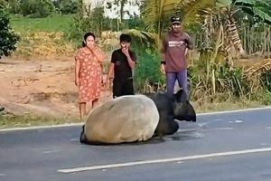 Pembunuh Tapir di Mesuji Terancam 15 Tahun Penjara, BKSDA Soroti Rendahnya Edukasi Masyarakat