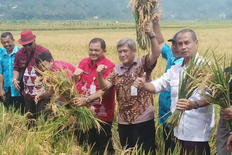 Bupati Semarang Ngesti Nugraha panen padi di Desa Brongkol Kecamatan Jambu