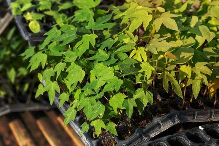 Ilustrasi penyemaian bibit pepaya