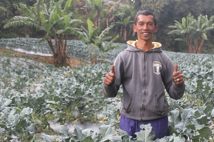 Amid (37), petani binaan program Desa Tani Dompet Dhuafa Jawa Barat di Kampung Areng, Desa Cibodas, Kecamatan Lembang, Kabupaten Bandung Barat, Jawa Barat
