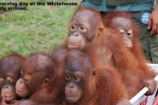 Samakan Presiden Obama dengan Orangutan, Seorang Wali Kota di AS Mundur
