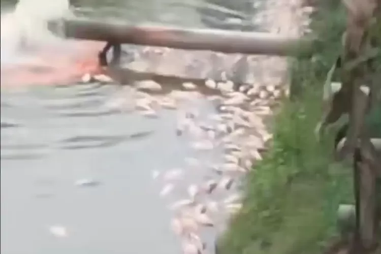 28,2 Ton Ikan Mas Mati di Deli Serdang, Limbah Peternakan Sapi Diduga Penyebabnya
