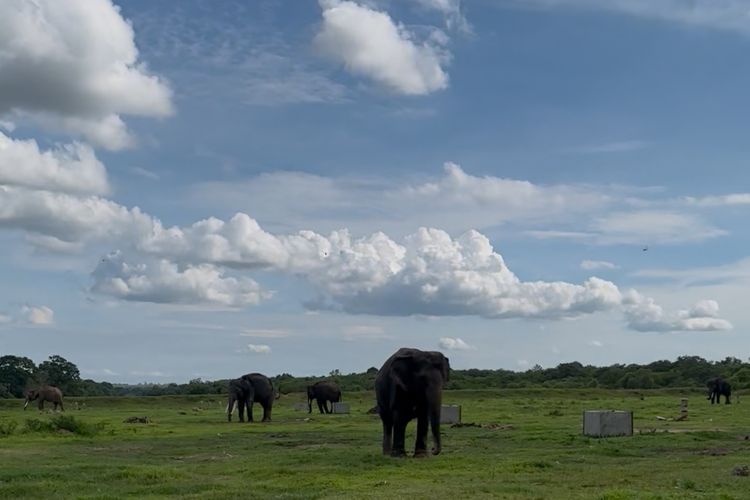 Balai TN Way Kambas pulihkan 1.286 hektar ekosistem untuk menekan konflik gajah dan manusia.
