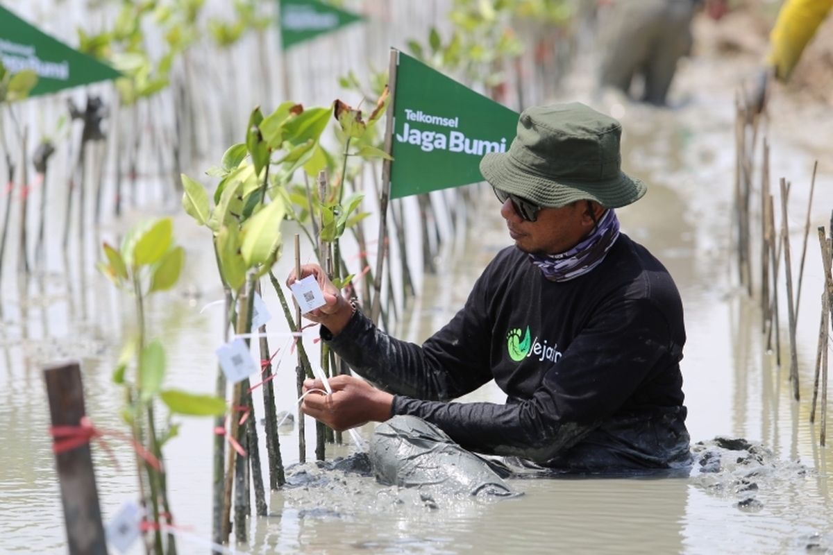 Hasil donasi Poin di program Telkomsel Jaga Bumi Carbon Offset tahap kedua telah dikonversi ke 10.600 pohon mangrove yang ditanam di kawasan konservasi untuk menyerap 651,86 ton CO2e.