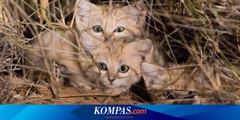 Video Langka Abadikan Kucing Pasir Di Gurun Sahara Maroko