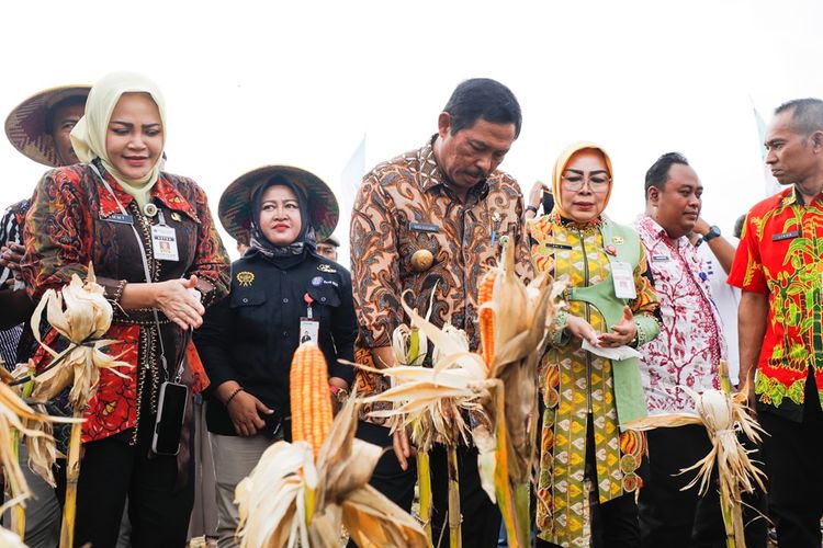 Penjabat (Pj) Gubernur Jawa Tengah (Jateng) Nana Sudjana saat melakukan panen raya jagung bersama Kelompok Tani Hutan (KTH) di lahan seluas 578 hektar (ha) di Desa Tegalsumur, Kecamatan Brati, Kabupaten Grobogan, Selasa.