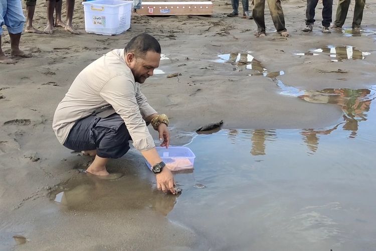 Balai Besar Konservasi Sumber Daya Alam (BBKSDA) Papua bersama pihak-pihak terkait melepasliarkan 161 ekor labi-labi moncong babi (Carettochelys insculpta) dan 2 ekor kasuari gelambir ganda (Casuarius Casuarius) si Kawasan Hutan Adat Adat Kampung Nayaro, Kabupaten Mimika, Papua, Rabu (08/06/2022).