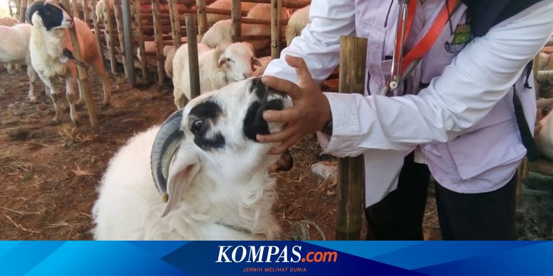 Yang Perlu Diketahui Soal Hewan Kurban Halaman All Kompas Com