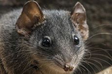 Antechinus, Tikus Marsupial Australia yang Terobsesi Seks Sampai Mati