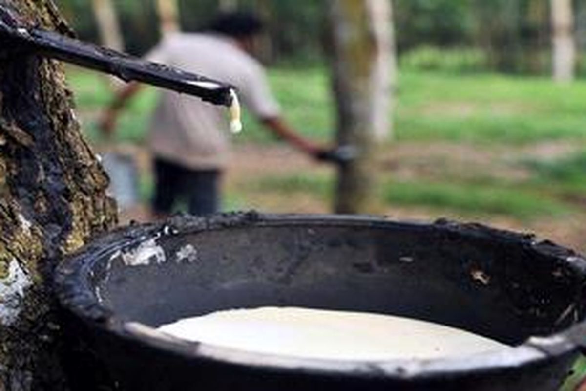 Tony Damanik (46), pekerja perkebunan, tengah mengumpulkan karet mentah dari perkebunan di Kecamatan Kotarih, Kebupaten Serdang Bedagai, Sumatera Utara, Minggu (18/12/2011). Dalam sebulan terakhir harga karet mentah di tingkat petani terus menurun dari Rp 16.000 per kilo gram sebulan lalu, kini tinggal Rp 10.000 per kilo gram. 