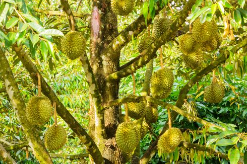 6 Hama Pohon Durian dan Cara Membasminya, Ulat hingga Kutu Putih