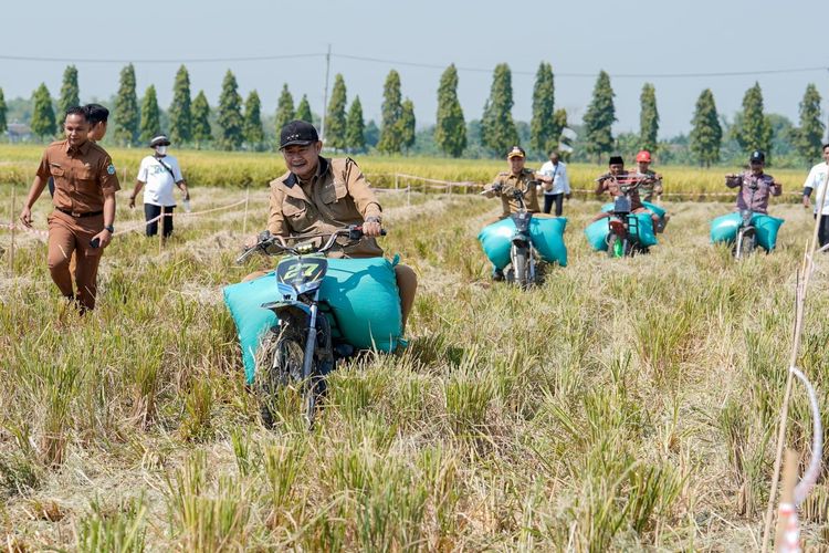 Tinjau Panen Raya, Bupati Lamongan Coba Balap Ojek Gabah Bareng Petani