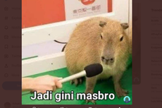 Mengenal Hewan Capybara yang Dipanggil Masbro oleh Warganet