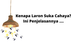 Kenapa Laron Suka Cahaya? Ini Penjelasannya ....