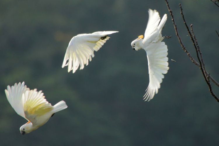 Burung Kakatua Jambul Jingga hanya hidup di hutan di Pulau Sumba, Nusa Tenggara Timur. Burung ini menjadi burung endemik di kawasan hutan Taman Nasional MataLawa Sumba. Banyak pengamat, peneliti Burung mengeksplorasi keunikan burung di Pulau Sumba. 