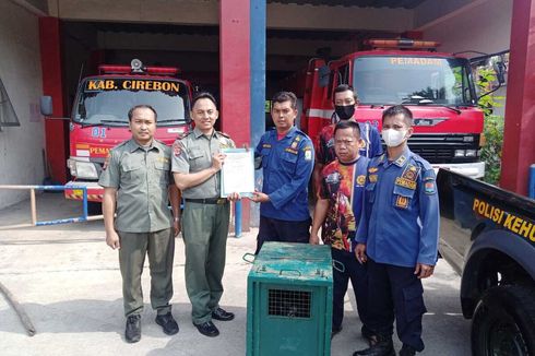 Bukan Monyet Surili, Hewan yang Masuk ke Rumah Warga Cirebon Ternyata Lutung Jawa