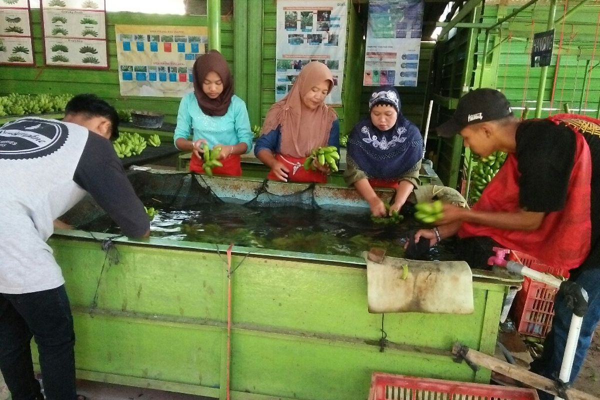 Kelompok koperasi melakukan pencucian pisang yang akan dikemas untuk di ekspor ke luar negeri.