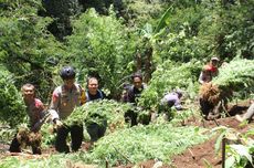 Update Ladang Ganja Lereng Semeru, Polisi Temukan Lagi 1.588 Tanaman Ganja