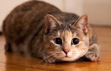 Jangan Keliru, Ini Perbedaan Kucing Jantan dan Betina Halaman all ...