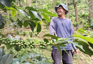 Kopi dan Kayu Manis di Kerinci: Praktik Tumpangsari yang Menjaga Kebun Tetap Hidup