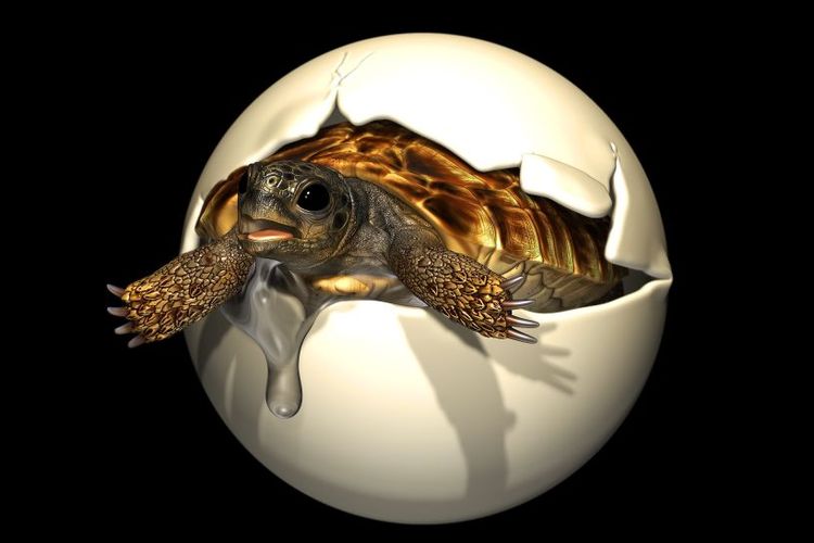 Ilustrasi kura-kura Yuchelys nanyangensis, kura-kura purba. Untuk pertama kalinya, telur dan embrio kura-kura raksasa teridentifikasi.