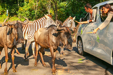 Promo Taman Safari sampai 19 Februari 2023, Tiket mulai Rp 190.000