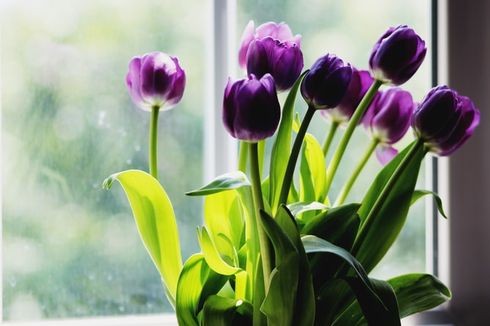 4 Cara Membuat Bunga Tulip Tetap Segar dan Tidak Terkulai di Dalam Vas