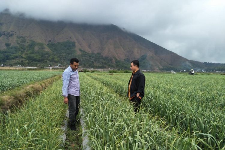 Wilayah Sembalun, Lombok Timur akan dijadikan sentra terbesar bawang putih Indonesia