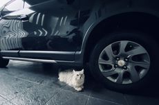 Biasakan Tengok Kolong Mobil Sebelum Jalan, Bisa Jadi Ada Kucing