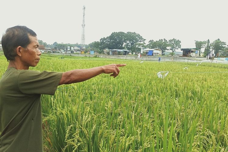 Salah satu petani Kecamatan Mijen, Kota Semarang, Jawa Tengah sedang memperlihatkan hasil padi yang dia tanam.