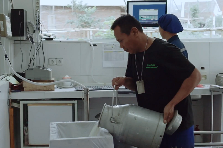 Proses pengumpulan susu di milk collection center Greenfields Indonesia.