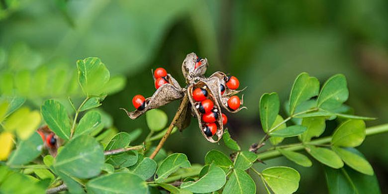 Ilustrasi tanaman rosary pea, tanaman paling beracun.