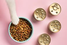Kenapa Kucing Tidak Suka Makanan Kering?