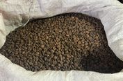 Banjir Sumatera Dongkrak Harga Kopi Robusta di Pasar Global