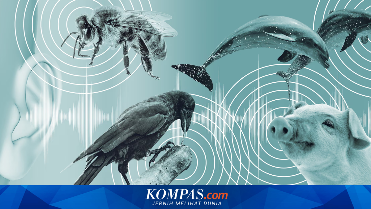 Rahasia Bahasa Hewan Terungkap: Peneliti Manfaatkan AI untuk Memahami Arti Suara Burung Gagak