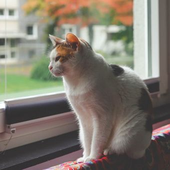 Ilustrasi kucing melihat jendela