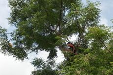 Damkar Selamatkan Burung Hantu Terjerat Benang Layangan di Pohon Setinggi 5 Meter 